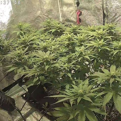 White Thunder growlog timeline photo