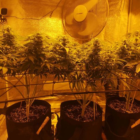 White Thunder growlog timeline photo