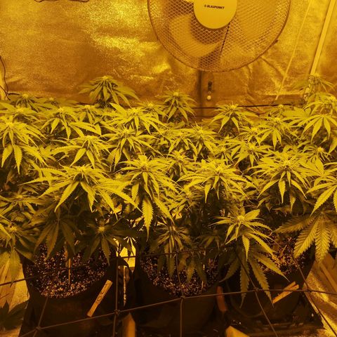 White Thunder growlog timeline photo