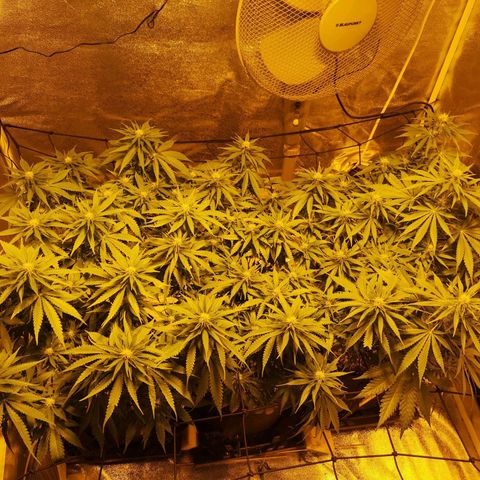 White Thunder growlog timeline photo