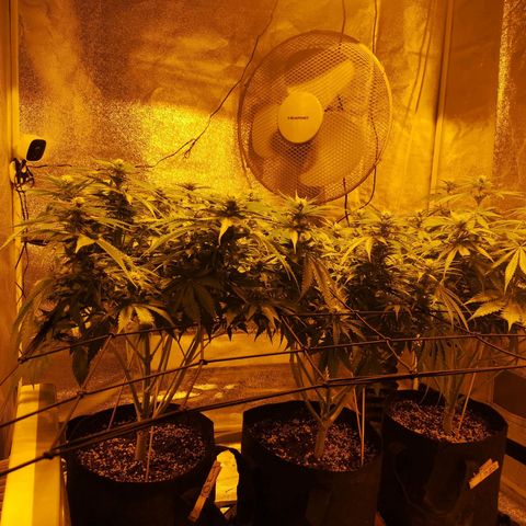 White Thunder growlog timeline photo