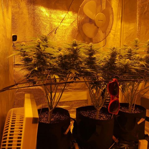 White Thunder growlog timeline photo