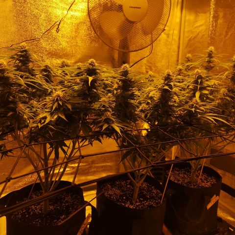 White Thunder growlog timeline photo