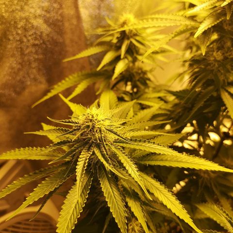 White Thunder growlog timeline photo