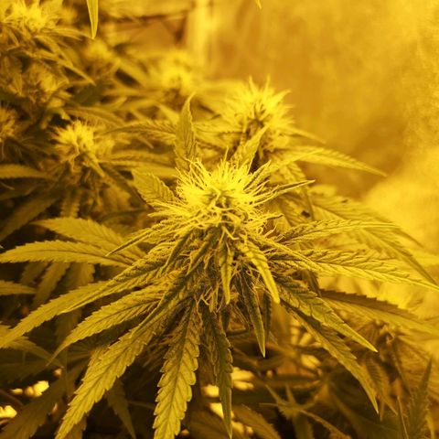 White Thunder growlog timeline photo