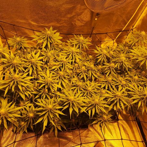 White Thunder growlog timeline photo