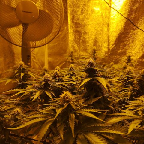 White Thunder growlog timeline photo
