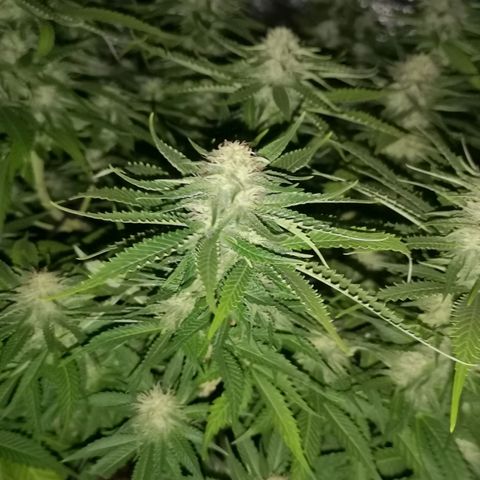 White Thunder growlog timeline photo