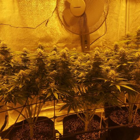 White Thunder growlog timeline photo