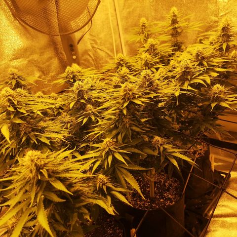 White Thunder growlog timeline photo