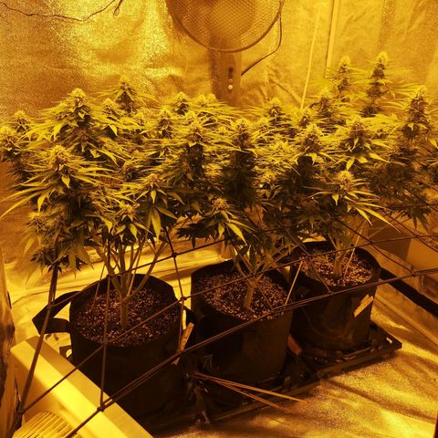 White Thunder growlog timeline photo