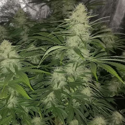 White Thunder growlog timeline photo
