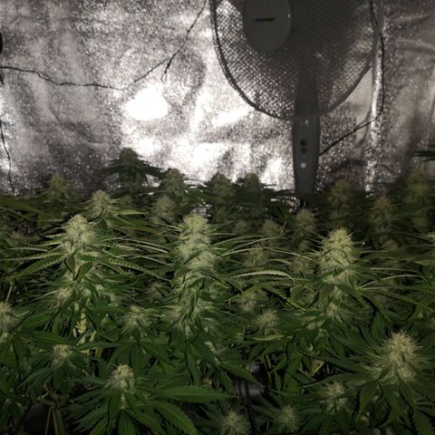 White Thunder growlog timeline photo