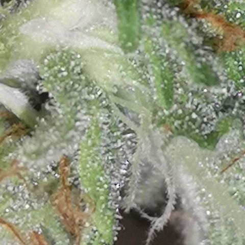White Thunder growlog timeline photo