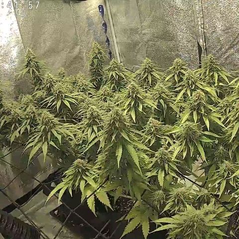 White Thunder growlog timeline photo