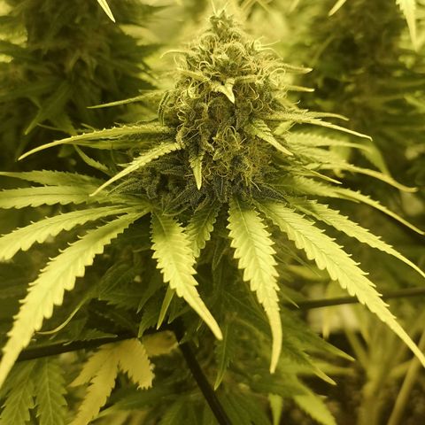 White Thunder growlog timeline photo