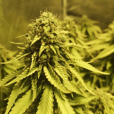 White Thunder growlog timeline photo