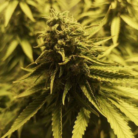White Thunder growlog timeline photo