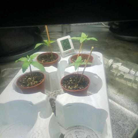 Cheeselicious growlog timeline photo