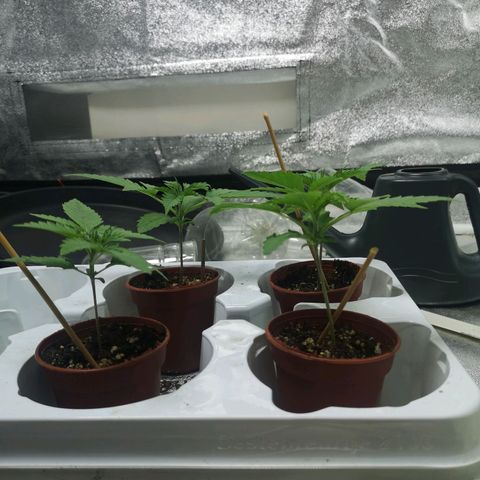 Cheeselicious growlog timeline photo
