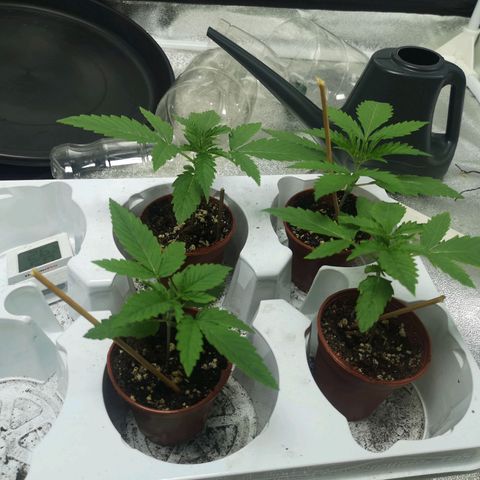Cheeselicious growlog timeline photo