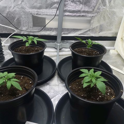 Cheeselicious growlog timeline photo