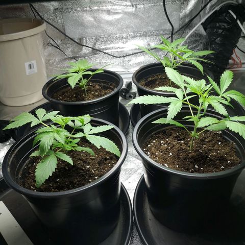 Cheeselicious growlog timeline photo