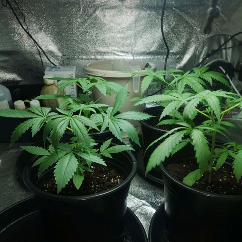 Cheeselicious growlog timeline photo
