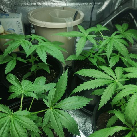 Cheeselicious growlog timeline photo