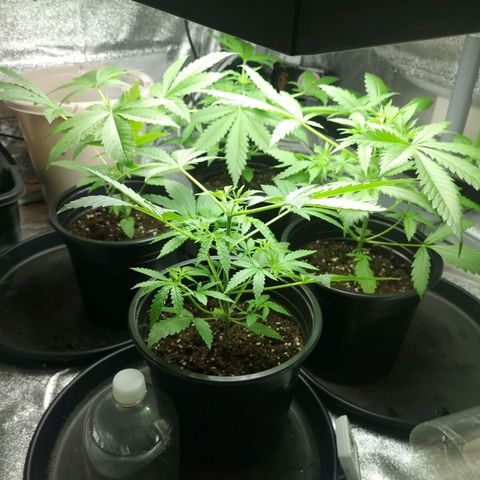Cheeselicious growlog timeline photo