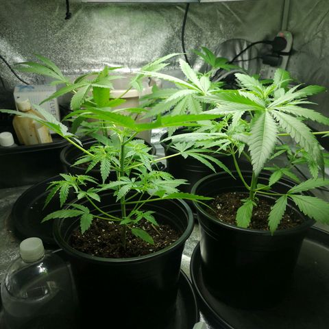 Cheeselicious growlog timeline photo
