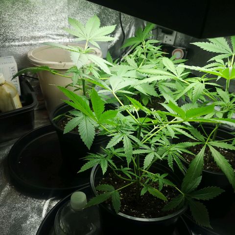 Cheeselicious growlog timeline photo