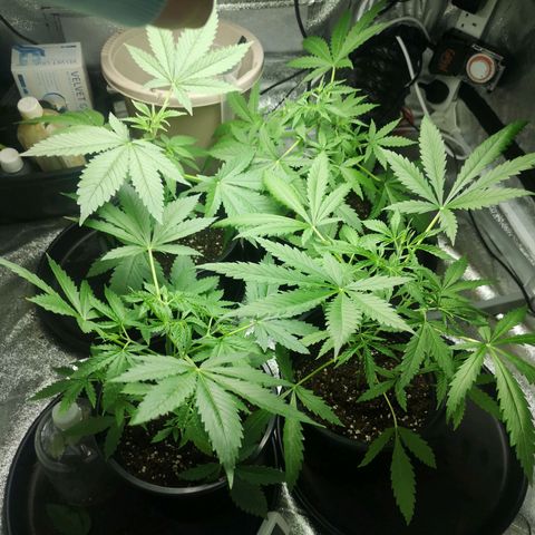 Cheeselicious growlog timeline photo
