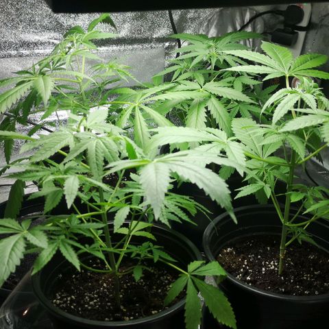 Cheeselicious growlog timeline photo