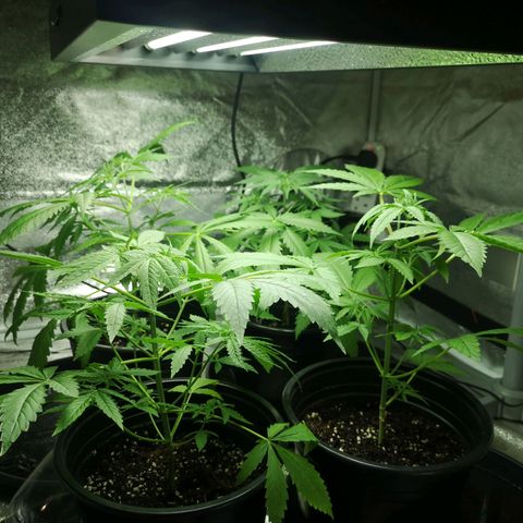 Cheeselicious growlog timeline photo