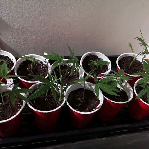 Cheeselicious growlog timeline photo