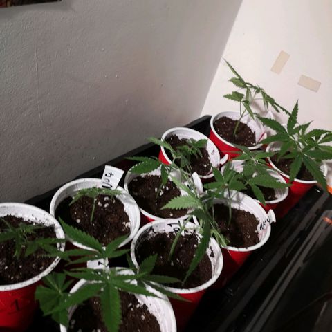 Cheeselicious growlog timeline photo