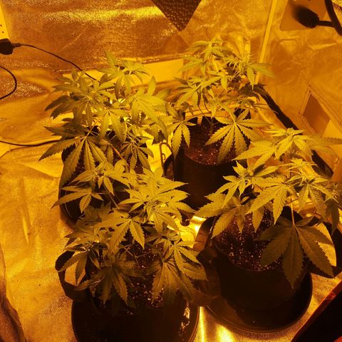 Cheeselicious growlog timeline photo