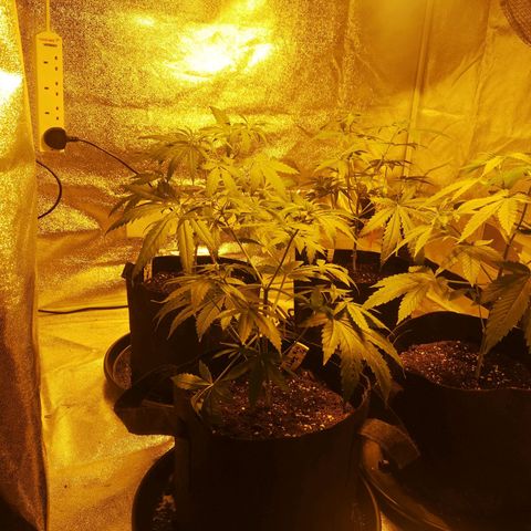 Cheeselicious growlog timeline photo