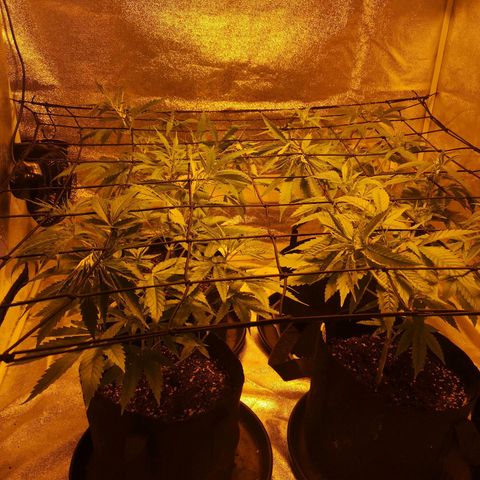 Cheeselicious growlog timeline photo