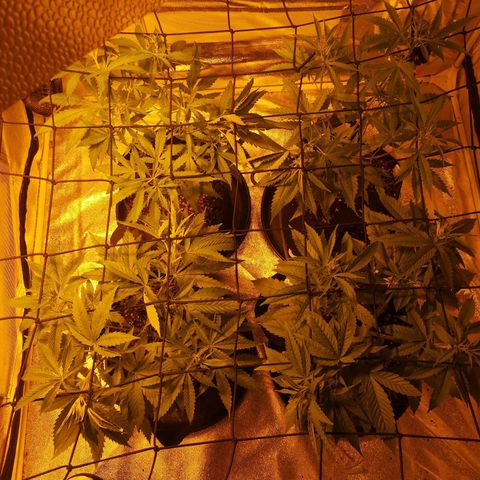 Cheeselicious growlog timeline photo