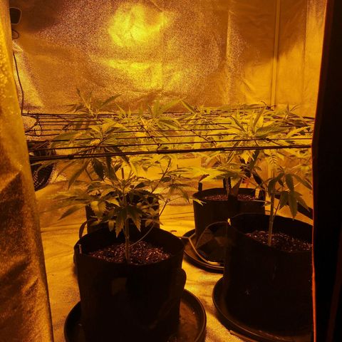 Cheeselicious growlog timeline photo