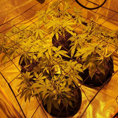 Cheeselicious growlog timeline photo