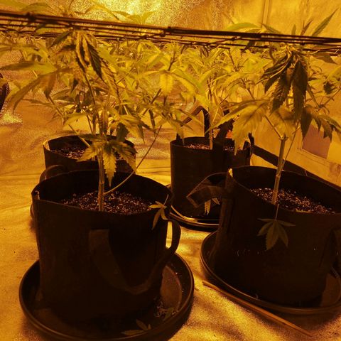 Cheeselicious growlog timeline photo