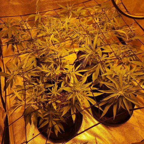Cheeselicious growlog timeline photo