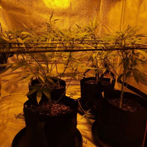 Cheeselicious growlog timeline photo