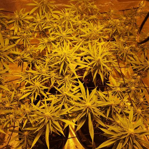 Cheeselicious growlog timeline photo