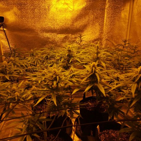 Cheeselicious growlog timeline photo