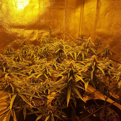 Cheeselicious growlog timeline photo
