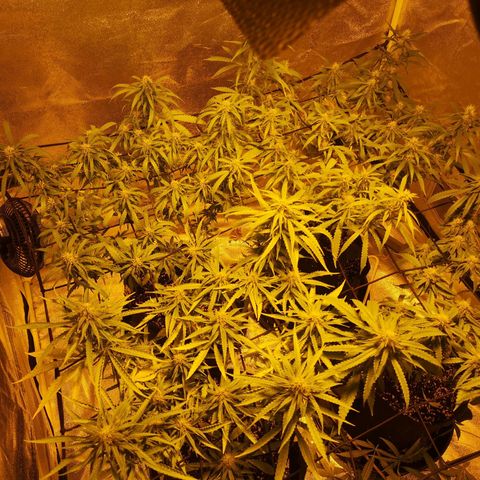 Cheeselicious growlog timeline photo